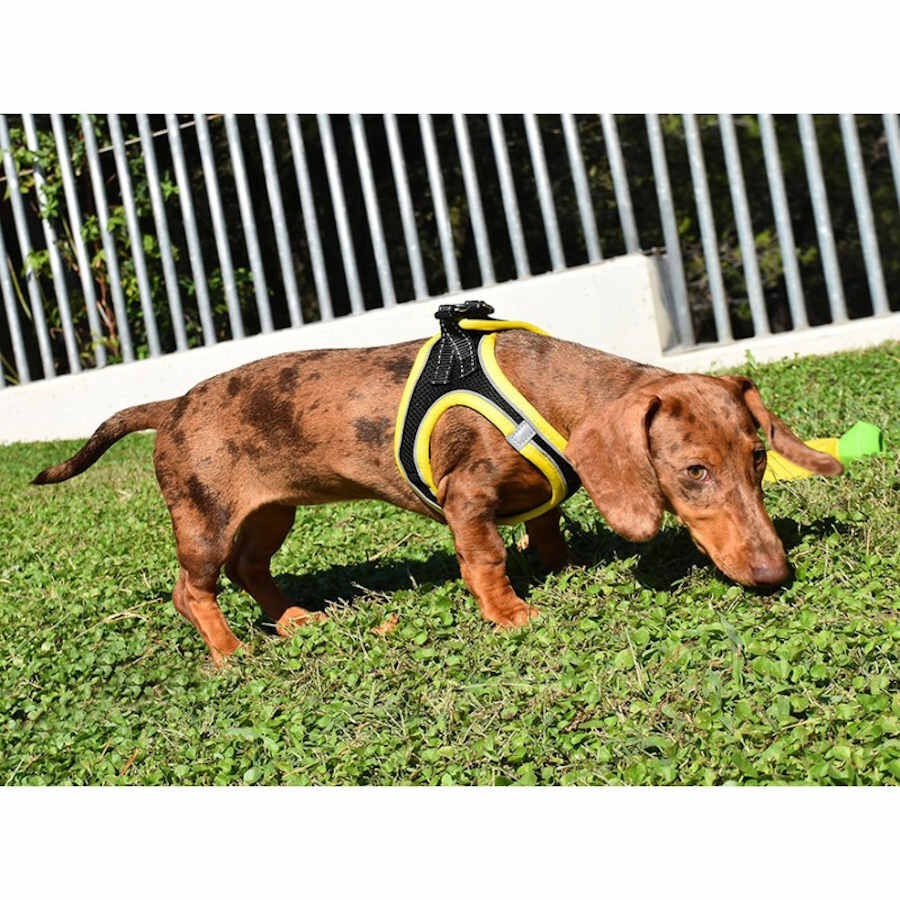 Nayeco X-TRM Neo Preto Peitoral para c&atilde;es, , large Imagem n&uacute;mero 2